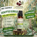 Huile essentielle d' Eucalyptus globulus - Certifiée Bio - 10mL